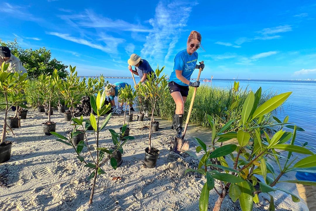 Mangrove Planting 1